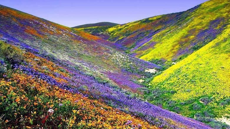 Yumthang-Nature-Valley