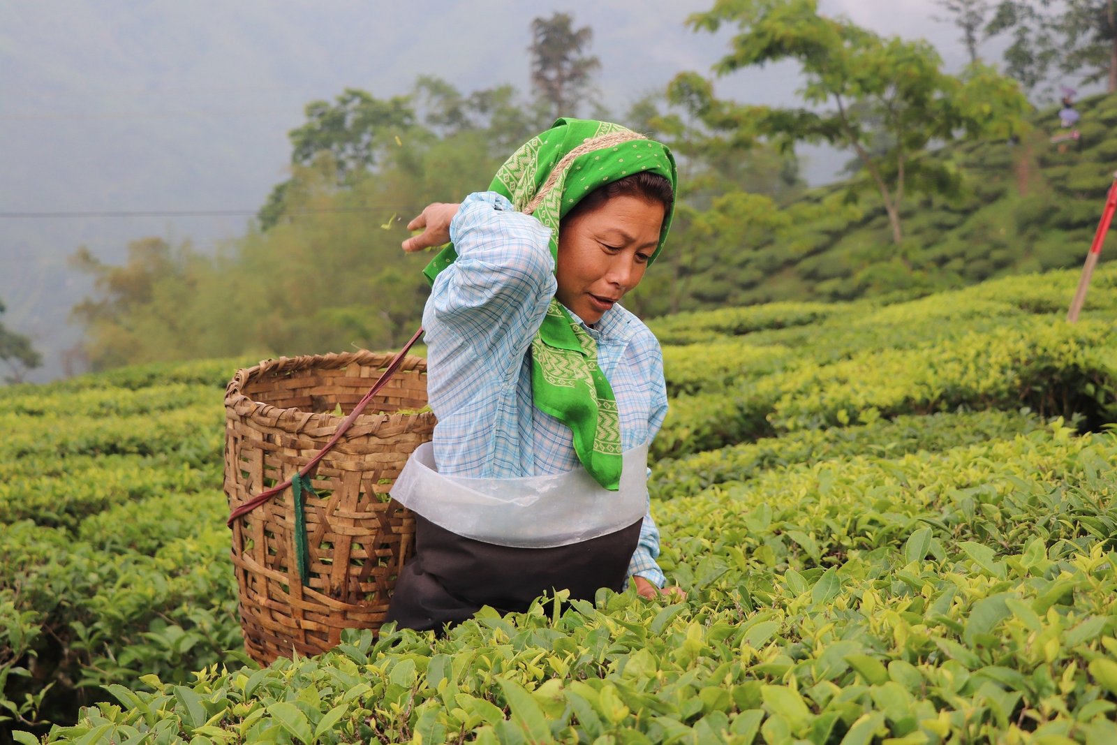 Darjeeling